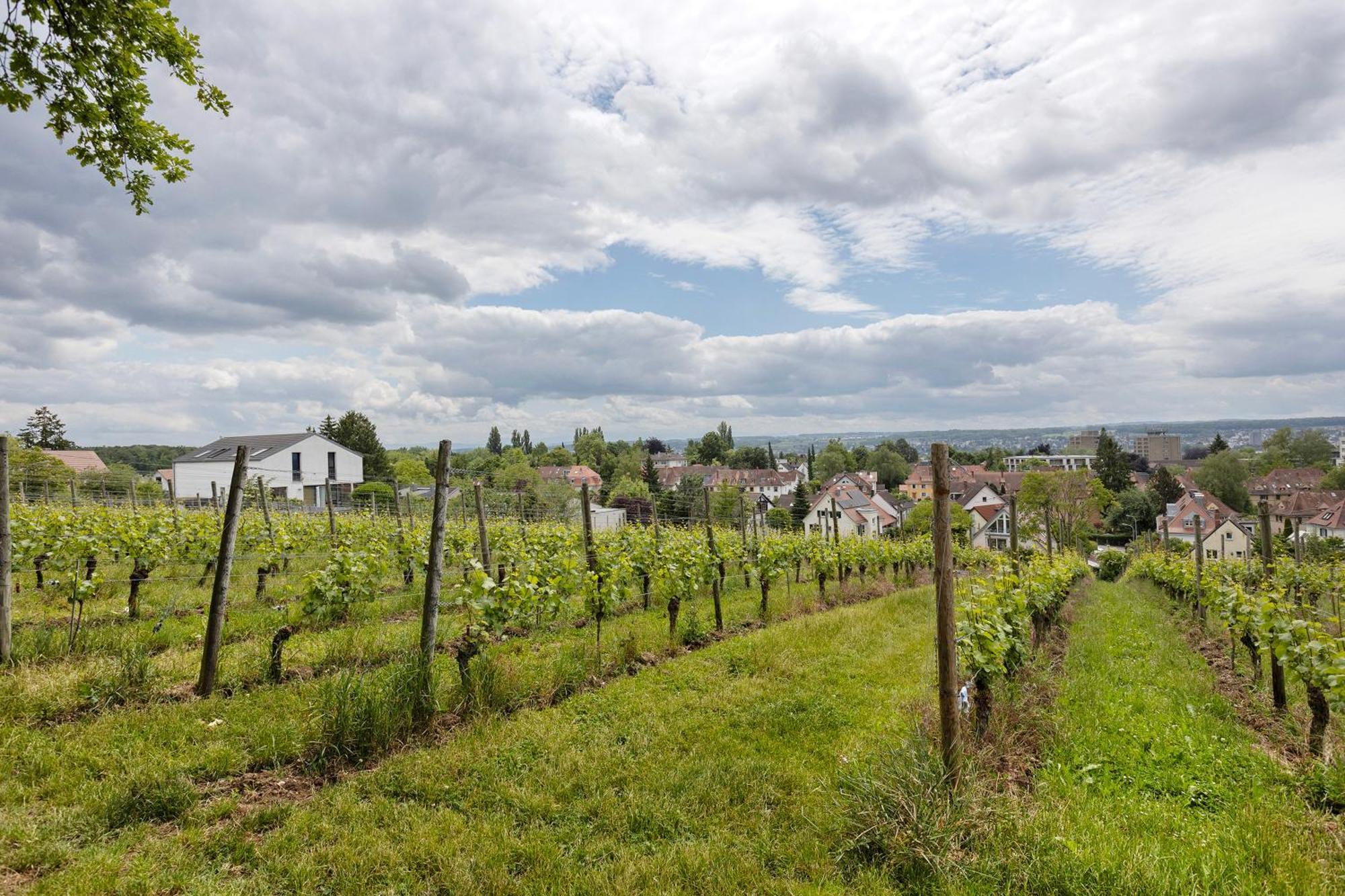 Apartamento Rotes Haus Ueber Den Weinbergen Constanza Exterior foto
